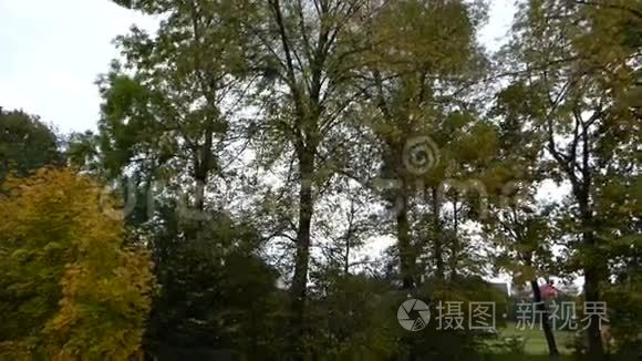 树叶从树上掉下来视频