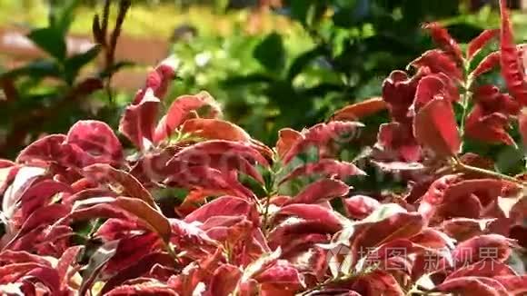 日本广岛公园的红叶视频