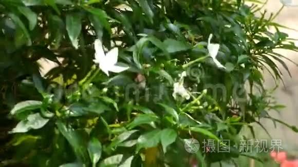 越南湄公河三角洲公园的花视频