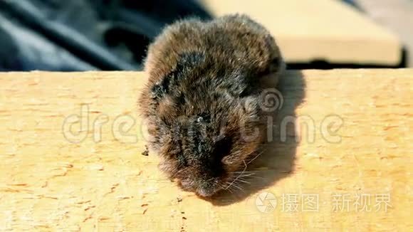 可怜的仓鼠被大自然杀死了短视频