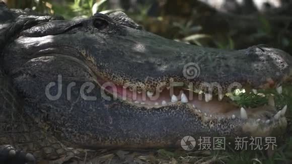 成年雄性鳄鱼张开眼睛和嘴巴