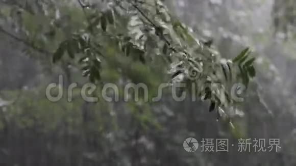 大雨落在树枝上视频