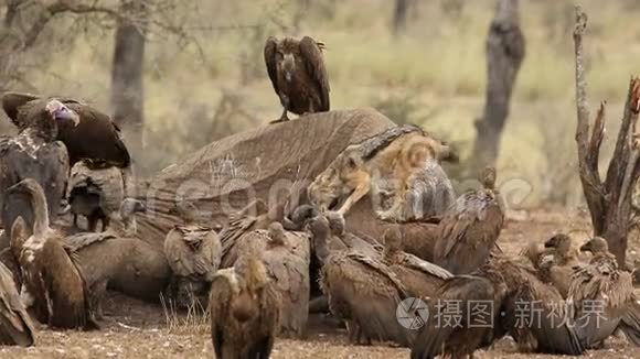 清除秃鹫和黑背豺狼视频