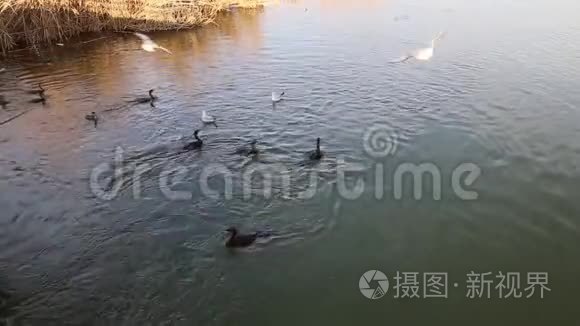 多瑙河三角洲的大黑鱼潜水视频