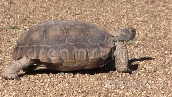 沙漠龟行视频