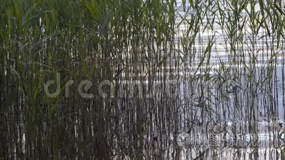 缓流的水在湖边的水草中荡漾视频