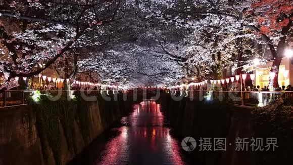 日本东京梅格罗河樱花，夜光樱花