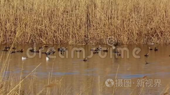 多瑙河三角洲湖泊上巨大的黑色视频