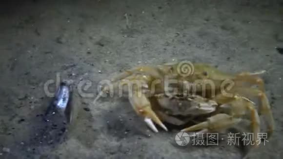 红蟹吃海蜇视频