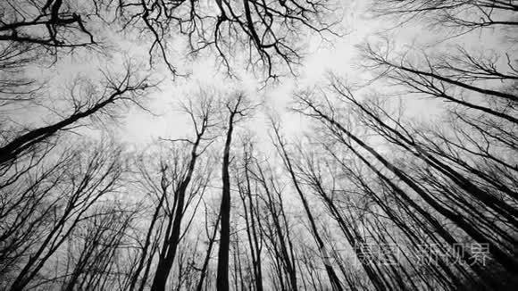 森林和树木黑白视频