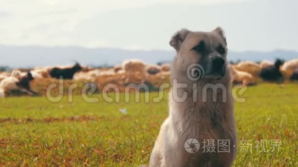 牧羊犬在田间守护羊群的羊群视频