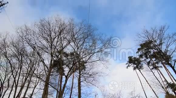 日本广岛公园的树顶视频