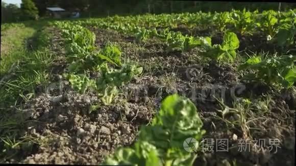 田野里年轻的菠菜植物视频