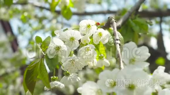 春天阳光明媚的下午，开着花的樱桃。