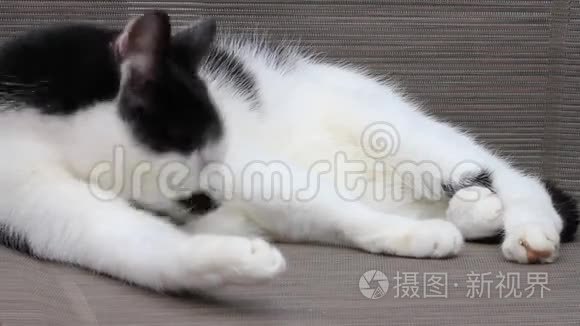 猫在灰色的花园椅子上清洁自己