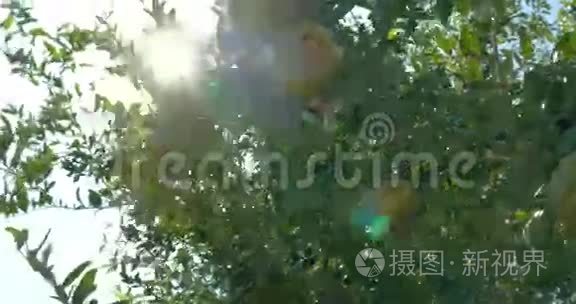 手触摸树上的绿石榴视频