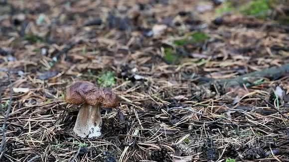 人在森林里割一个白色的蘑菇视频