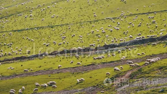 巨大的羊群在山上放牧视频