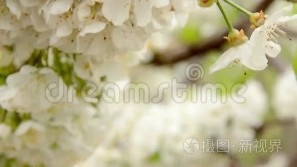 白色樱花在春风中荡漾视频