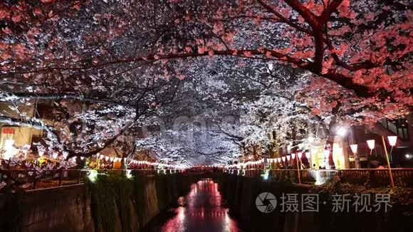 日本东京梅格罗河樱花，夜光樱花