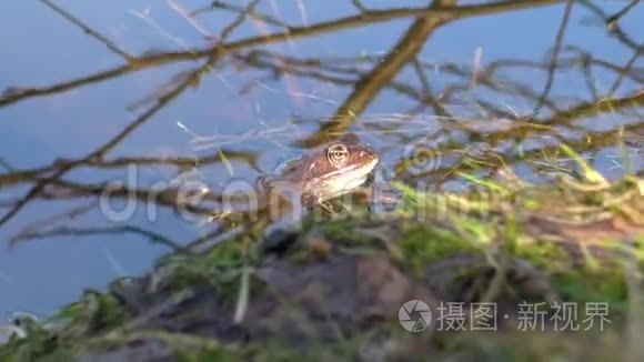 欧洲常见的蛙属颞叶视频