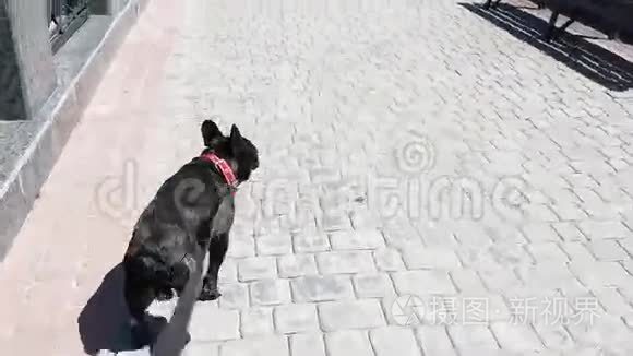 法国斗牛犬走在街上视频