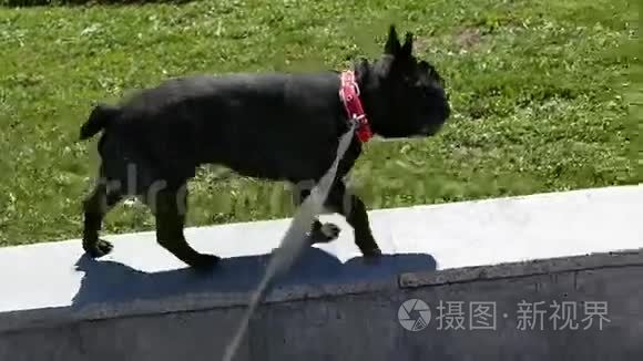 法国斗牛犬走在街上