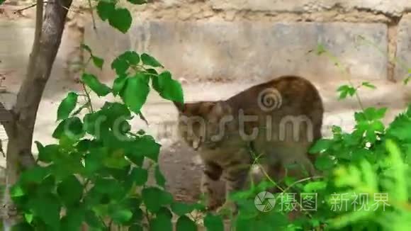 流浪女士猫探索区嗅食物视频