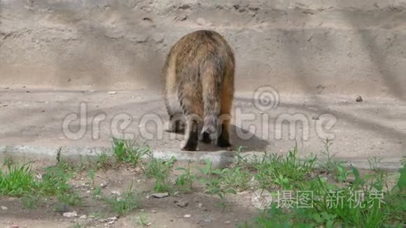 野猫在附近的绿色植物中嗅嗅视频