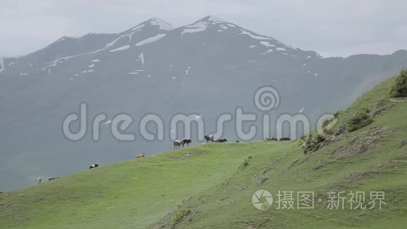格鲁吉亚高加索山脉的一群牛视频