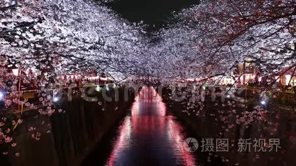 日本东京梅格罗河樱花，夜光樱花