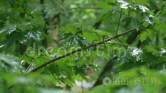 落雨下的青枫枝视频