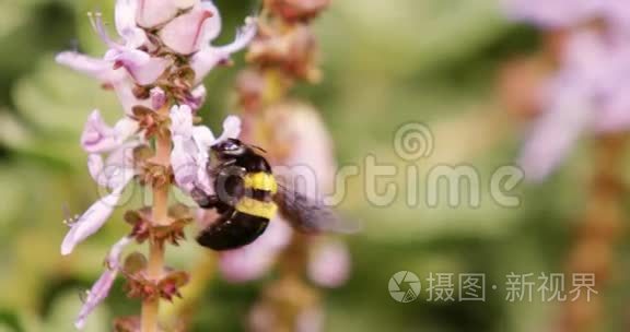 蜜蜂采花蜜视频