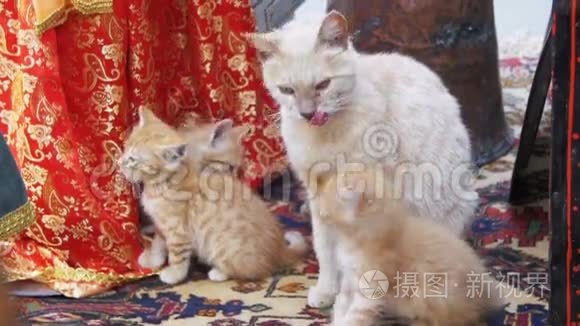 无家可归的红猫和小猫在街上舔。 慢动作