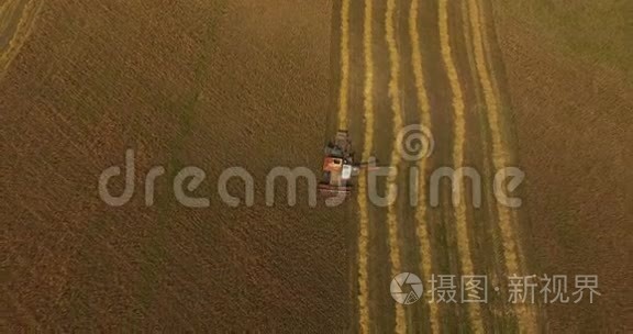 夏季下午在田间联合收割小麦视频