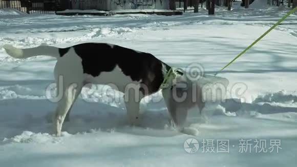 带着狗走路的女人视频