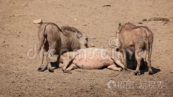 沃索格家族视频