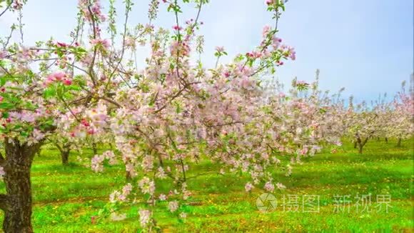 开花苹果园，用滑块延时.