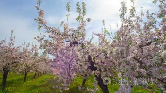 开花苹果园，用滑块延时.