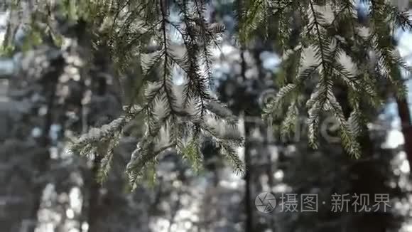 美丽的冬季景观，白雪覆盖的树木。 慢慢下雪，晴天