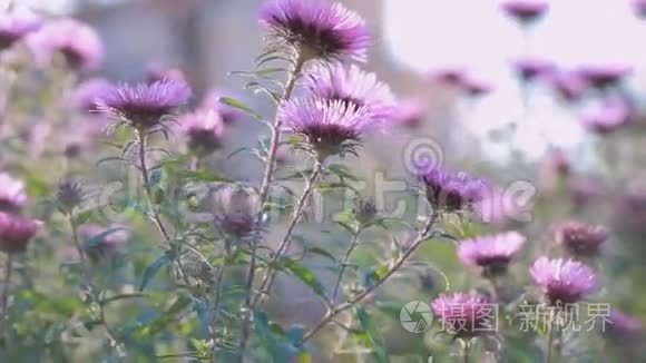 花园里迎着太阳的紫菊花视频