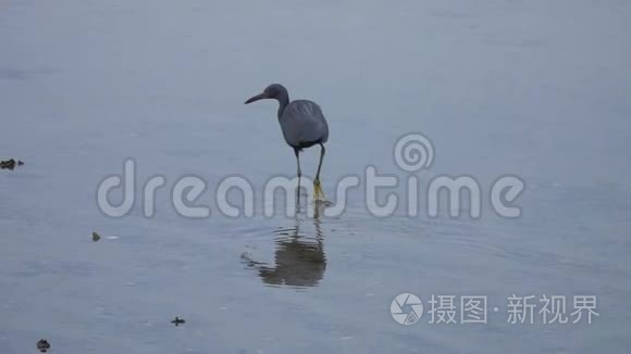 太平洋礁鹭鹭水猎视频