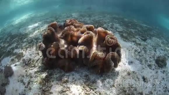 在柔软的皮革珊瑚上闪耀阳光视频