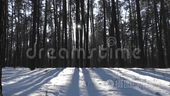 雪天冬天森林里的太阳.. 野生动物的美妙景象..