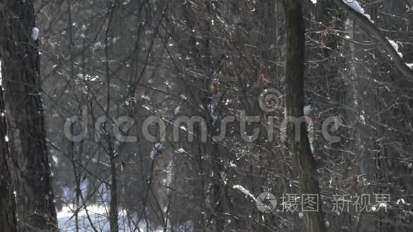 雪天冬天森林里的太阳.. 野生动物的美妙景象..