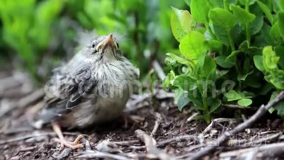 小鸟坐在灌木丛中环顾四周视频