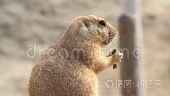 野生动物公园里的土拨鼠肖像视频