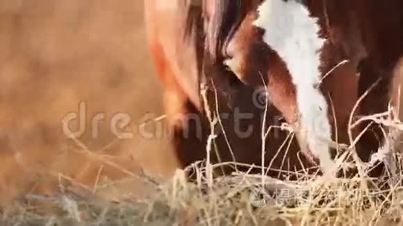 马在农场的特写镜头上吃干草视频