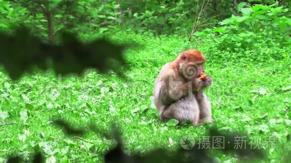 寻找营养的成年猴视频