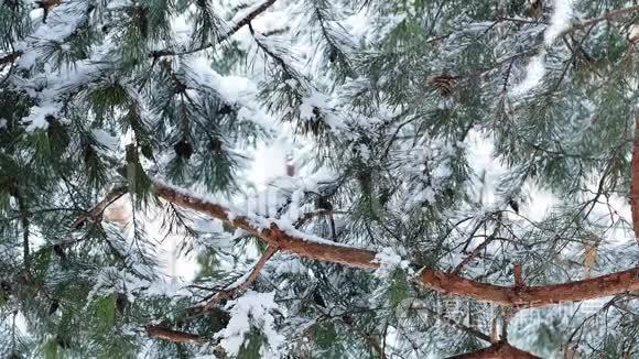 大雪纷飞视频